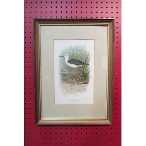 4079 - A limited edition print after Archibald Thorburn circa 1890, of a Black-Winged Stilt, framed and gla... 