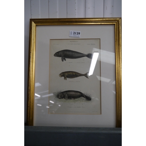 2139 - A 19th Century hand coloured print of Dugongs and Manatees by Lowry     (R) £25