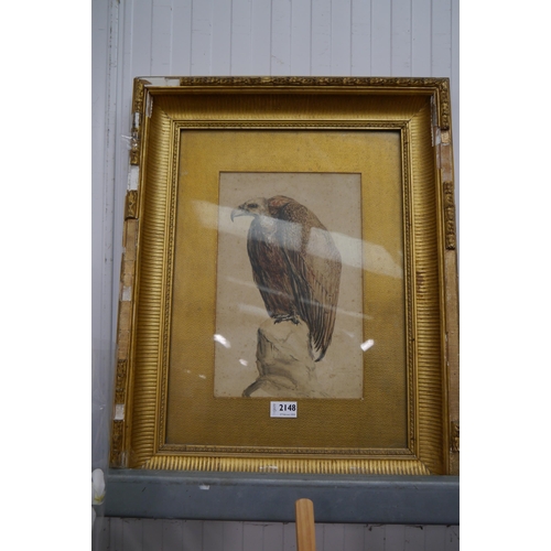 2148 - A Victorian watercolour of a Vulture