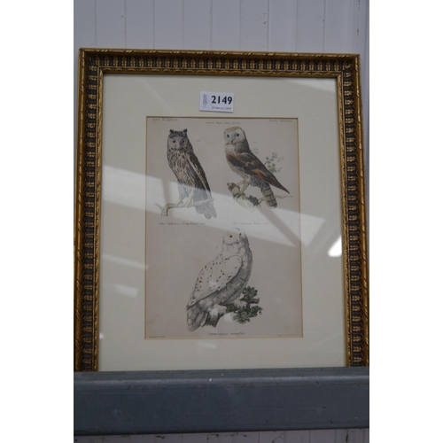 2149 - A gilt framed 19th Century hand coloured print of owls by Lowry