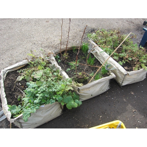 3598 - Three bags of mixed plants including herbs     (E) £10-15