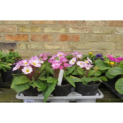 3043 - 15 Primula 