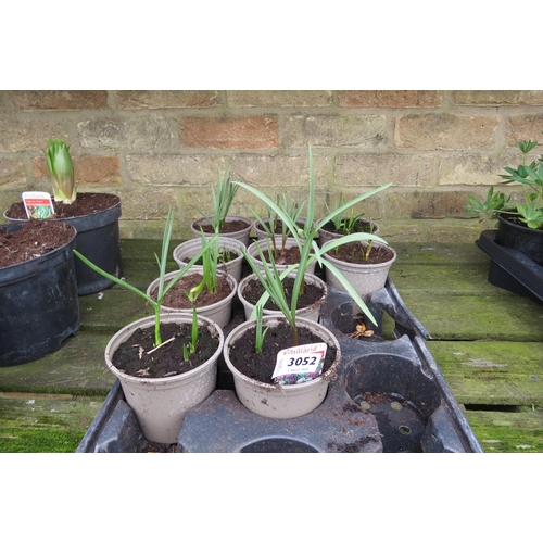 3052 - 10 Fritillaria Meleagris (Snake's Head Fritillary)