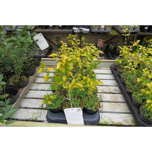 3093 - 18 variegated Privet