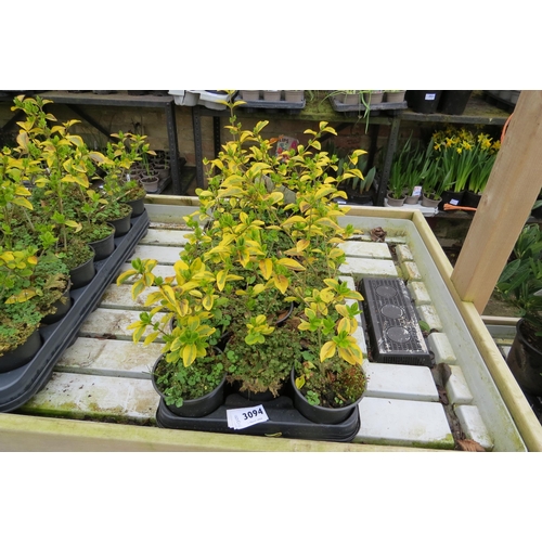 3094 - 18 variegated Privet