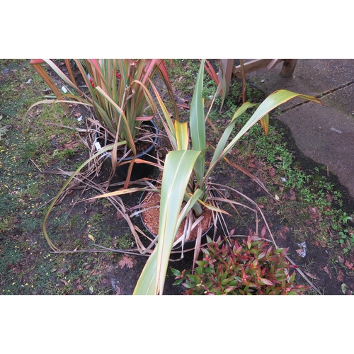 3110 - A green Phormium