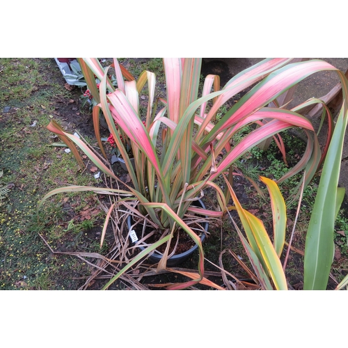 3111 - A rainbow Phormium