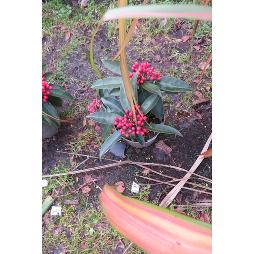 3112 - A Skimmia 