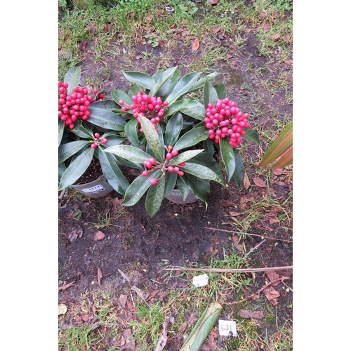 3113 - A Skimmia 