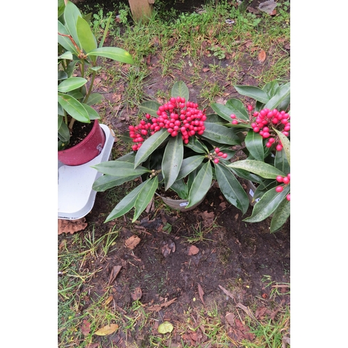 3114 - A Skimmia 