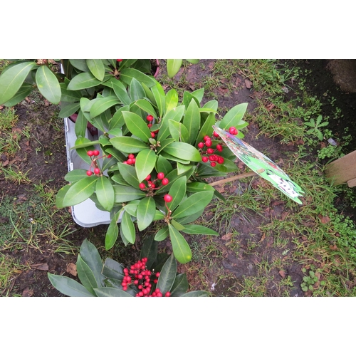 3115 - A Skimmia 