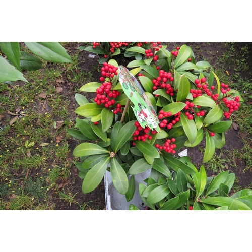 3116 - A Skimmia 