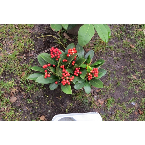 3118 - 2 Skimmia 