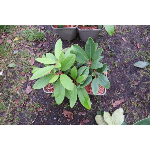 3120 - 2 mixed Rhododendron