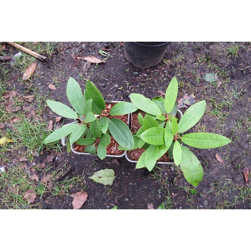 3121 - 2 mixed Rhododendron