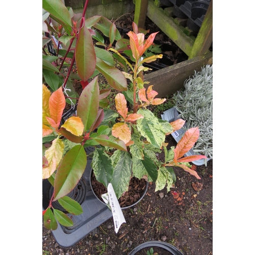 3127 - A Photinia 