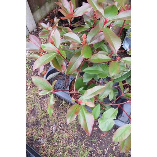 3128 - A Photinia 