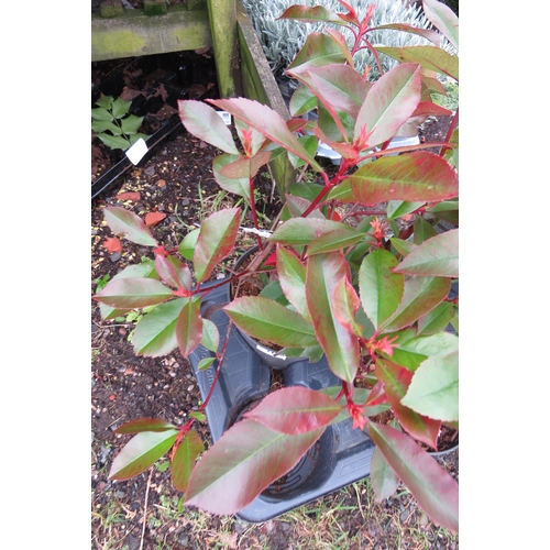 3129 - A Photinia 