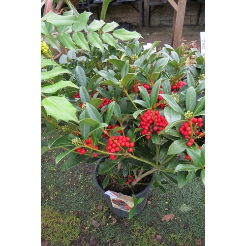 3147 - A Skimmia 