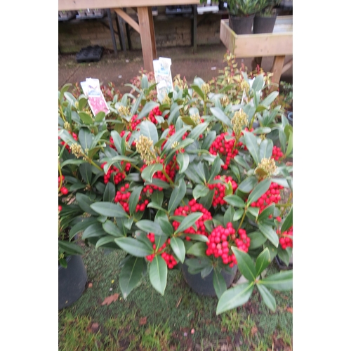 3148 - A Skimmia 