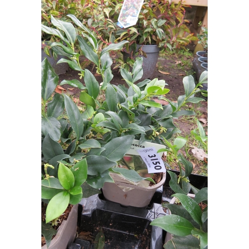 3150 - A Sarcococca 