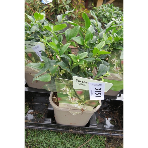 3151 - A Sarcococca 