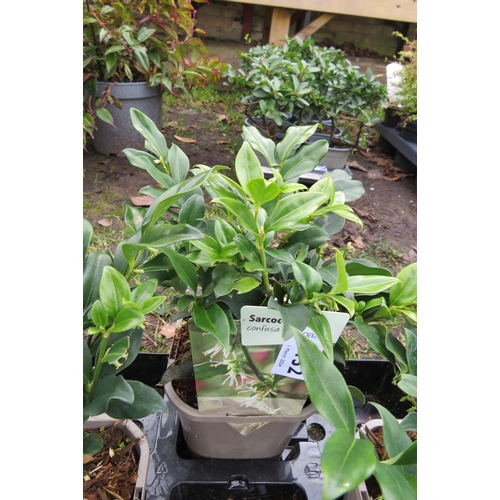 3152 - A Sarcococca 