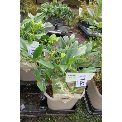 3153 - A Sarcococca 