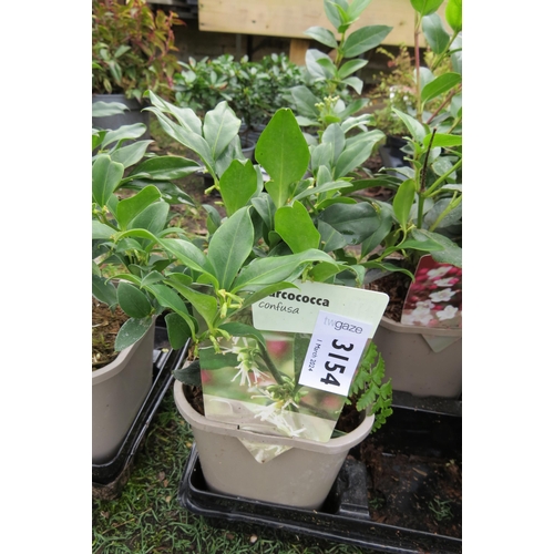 3154 - A Sarcococca 