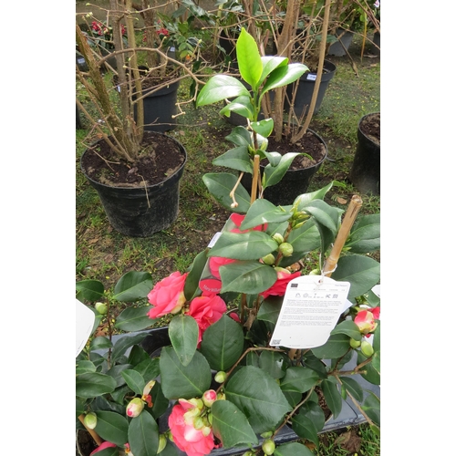 3197 - A Camellia 