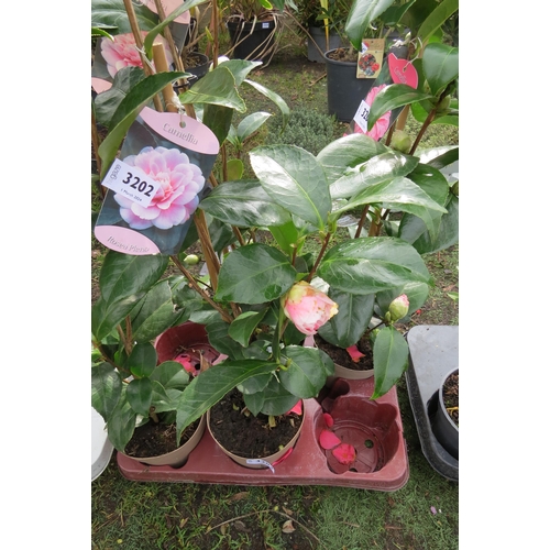 3203 - A Camellia 