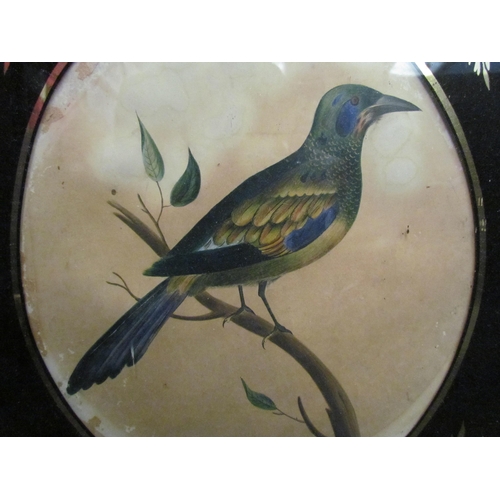 1059 - A Victorian painting of an exotic bird on a branch in oval mount, gilt framed and glazed, 27cm x 23c... 