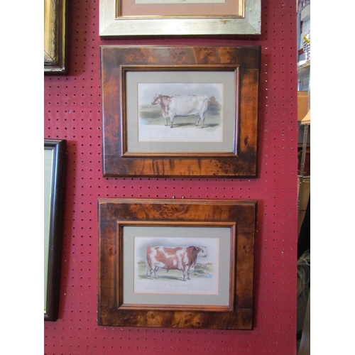 1066 - A pair of 19th Century coloured prints of cattle, framed and glazed, 12.5cm x 18.5cm image sizes