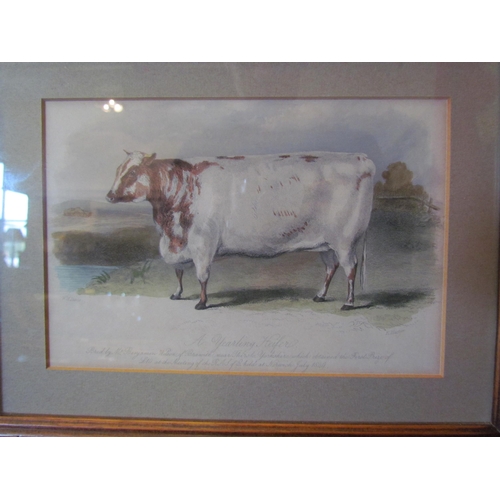 1066 - A pair of 19th Century coloured prints of cattle, framed and glazed, 12.5cm x 18.5cm image sizes