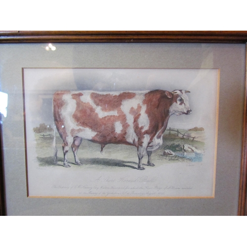 1066 - A pair of 19th Century coloured prints of cattle, framed and glazed, 12.5cm x 18.5cm image sizes