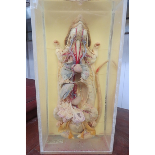 2092 - A splayed rat in formaldehyde 31 x 14cm by T.Gerrard and Co