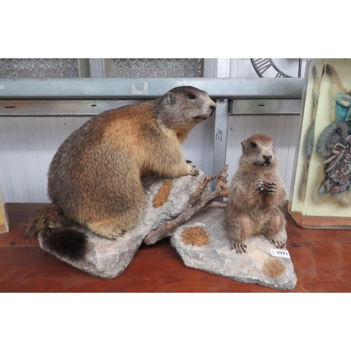 2093 - An early 20th Century taxidermy ground hog and cub on plaster base