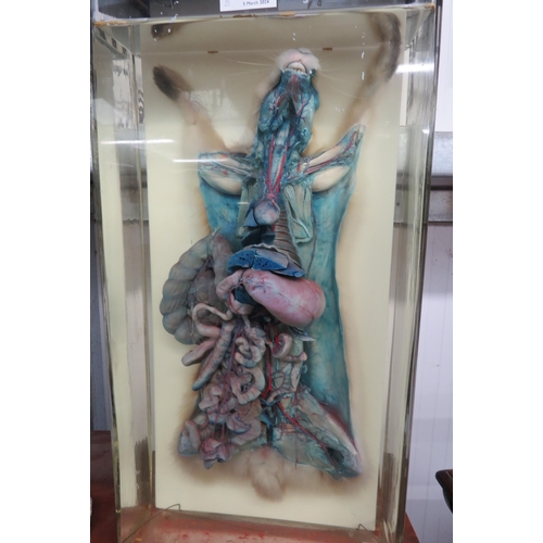 2094 - A splayed rabbit in formaldehyde 51 x 25cms, top glass a/f   (R) £100