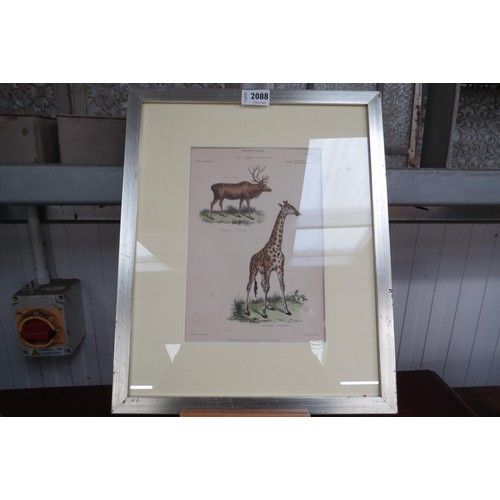 2088 - A 19th Century hand coloured print of Reindeer and Giraffe by J.W.Lowry   (R) £25