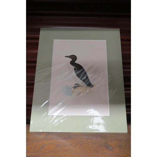 2107 - Four mounted bird prints of sea birds