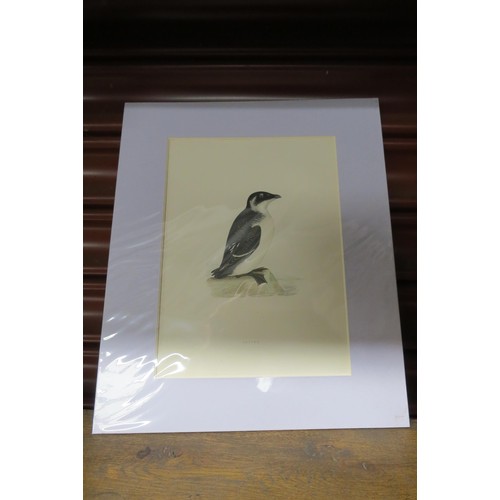 2107 - Four mounted bird prints of sea birds