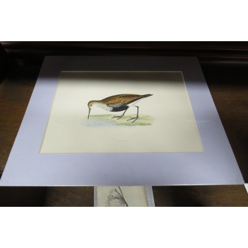 2107 - Four mounted bird prints of sea birds