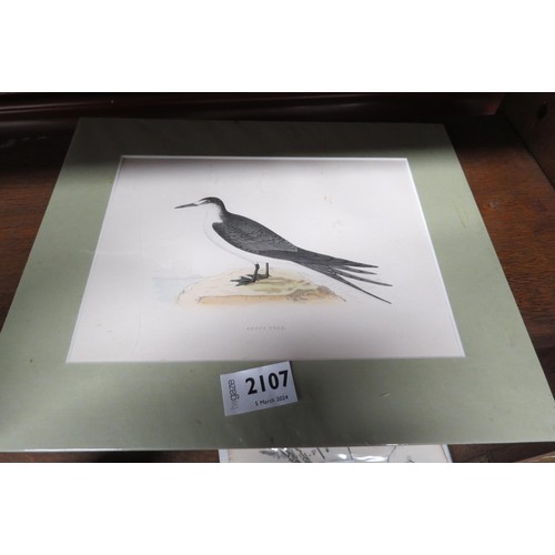 2107 - Four mounted bird prints of sea birds