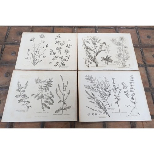 2109 - Four 1820's botanical prints