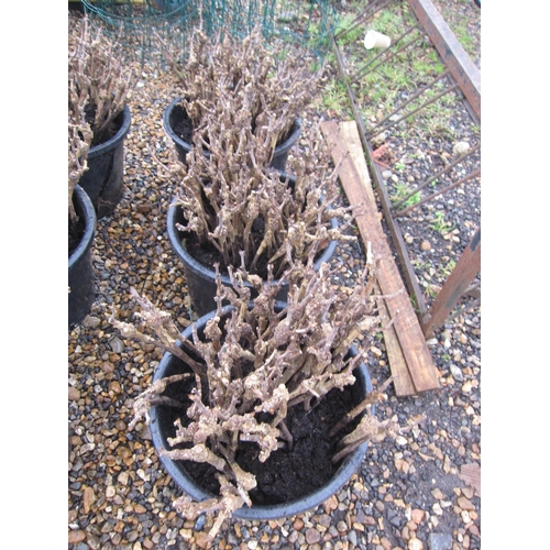 3396 - Three tubs (approx. 200) Pinot Noir grape vines (root stock 3309C)