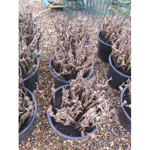 3397 - Three tubs (approx. 200) Pinot Noir grape vines (root stock 3309C)