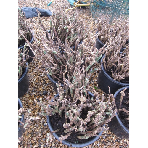 3398 - Three tubs (approx. 250) Bacchus grape vines (root stock 3309C)