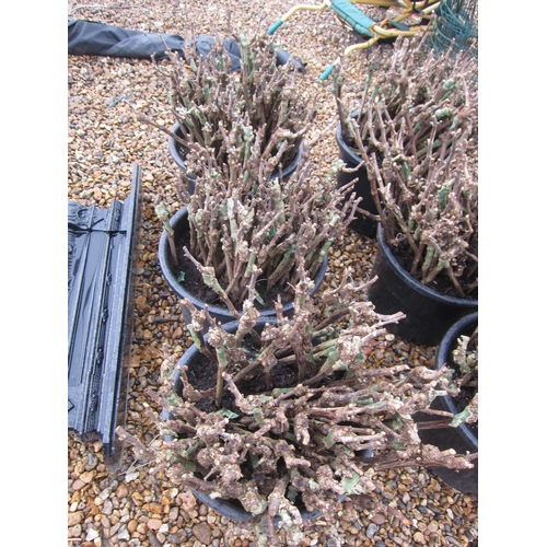 3399 - Three tubs (approx. 250) Bacchus grape vines (root stock 3309C)