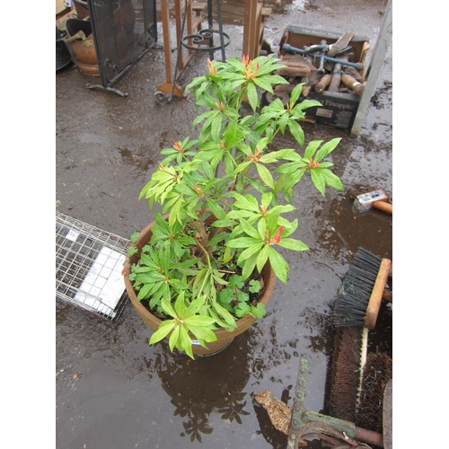 3500 - A terracotta pot planted with a Pieris