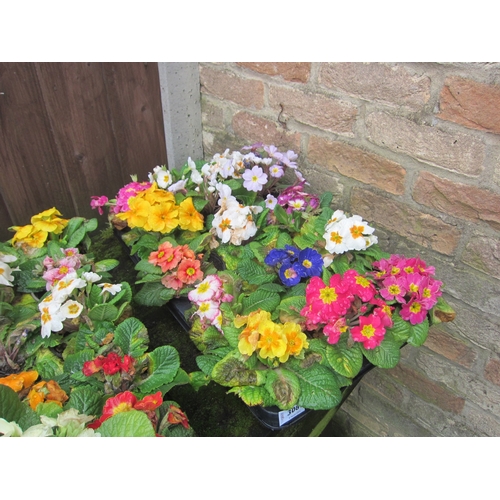 3087 - 15 mixed Primula